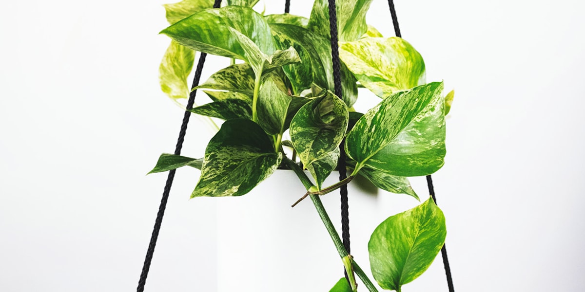 现代化体育直播控制室内，多块大屏幕同时显示不同足球赛事的实时画面，科技感十足